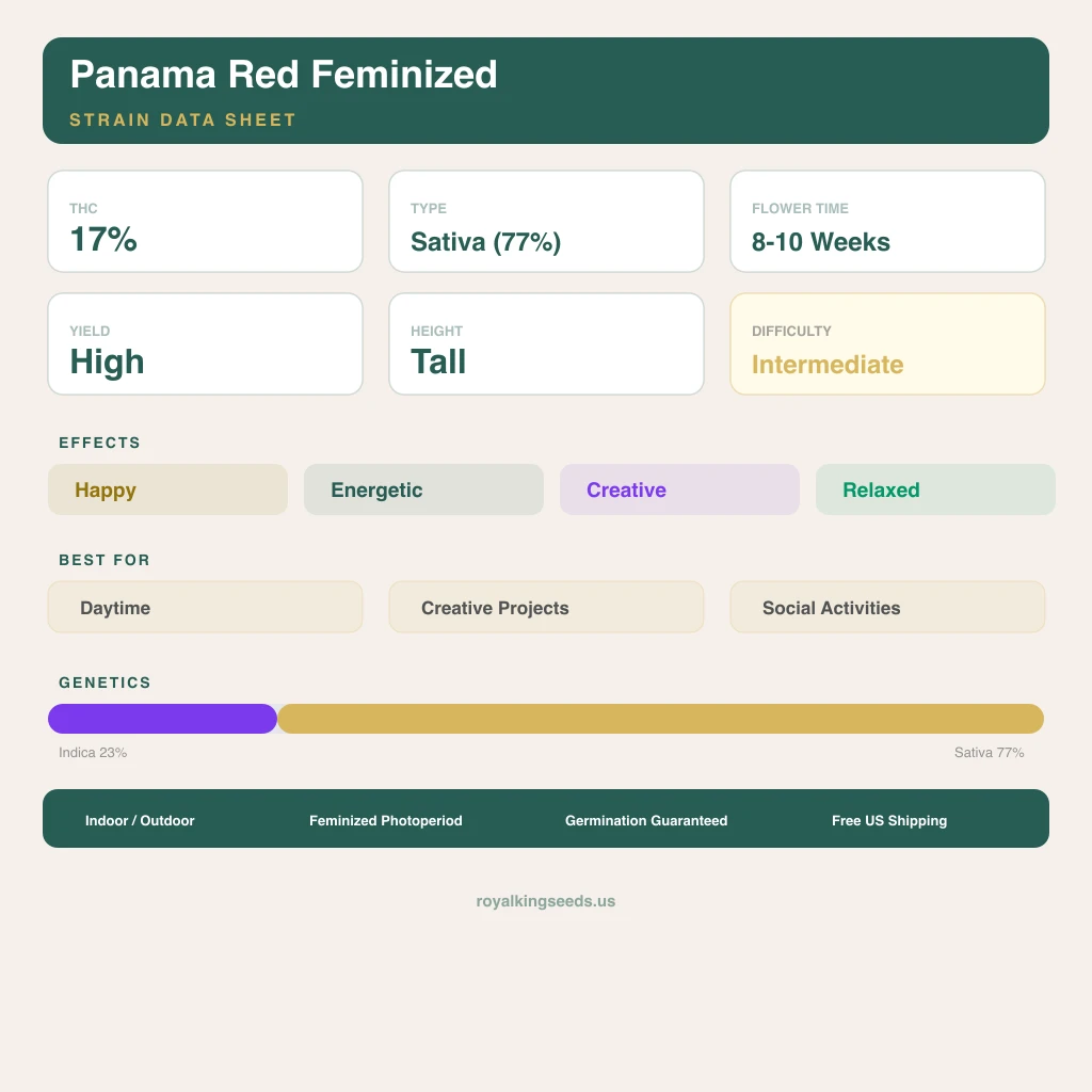 Panama Red 23% indica / 77% sativa flower with visible trichomes