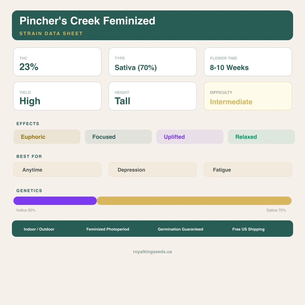 Pincher's Creek 30% indica / 70% sativa flower with visible trichomes