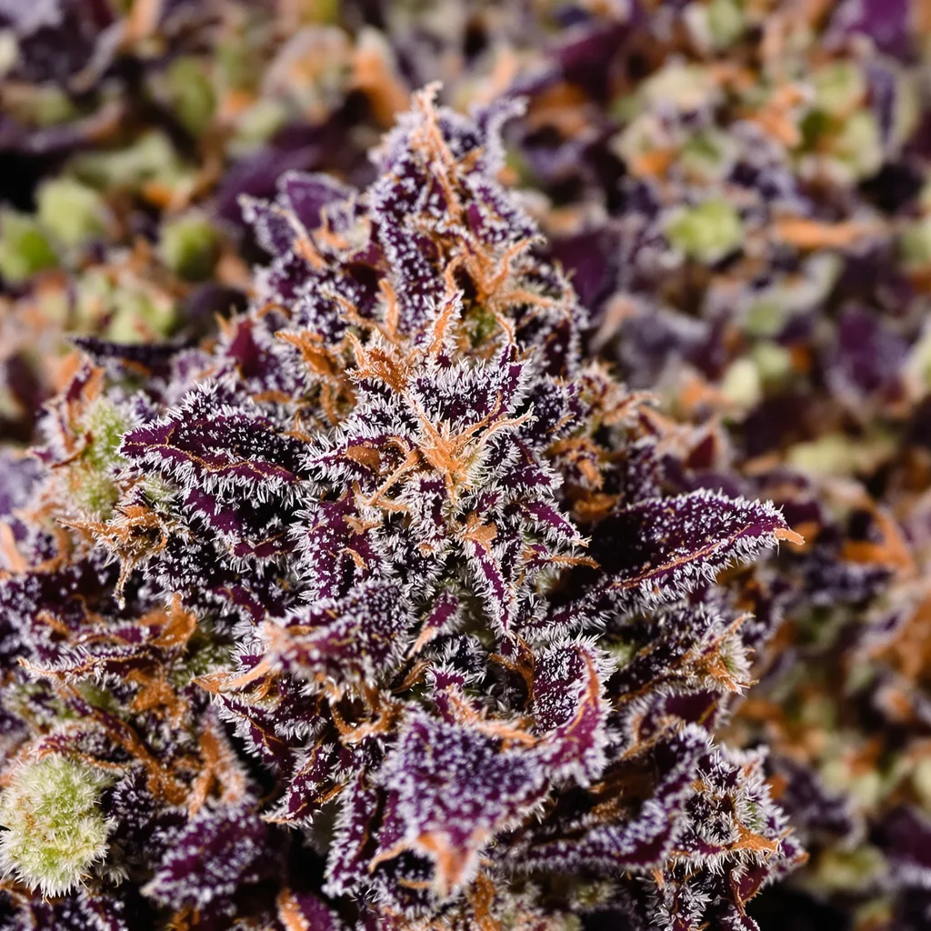 Pink Death Star cannabis plant in flowering stage, 90-130 cm feminized