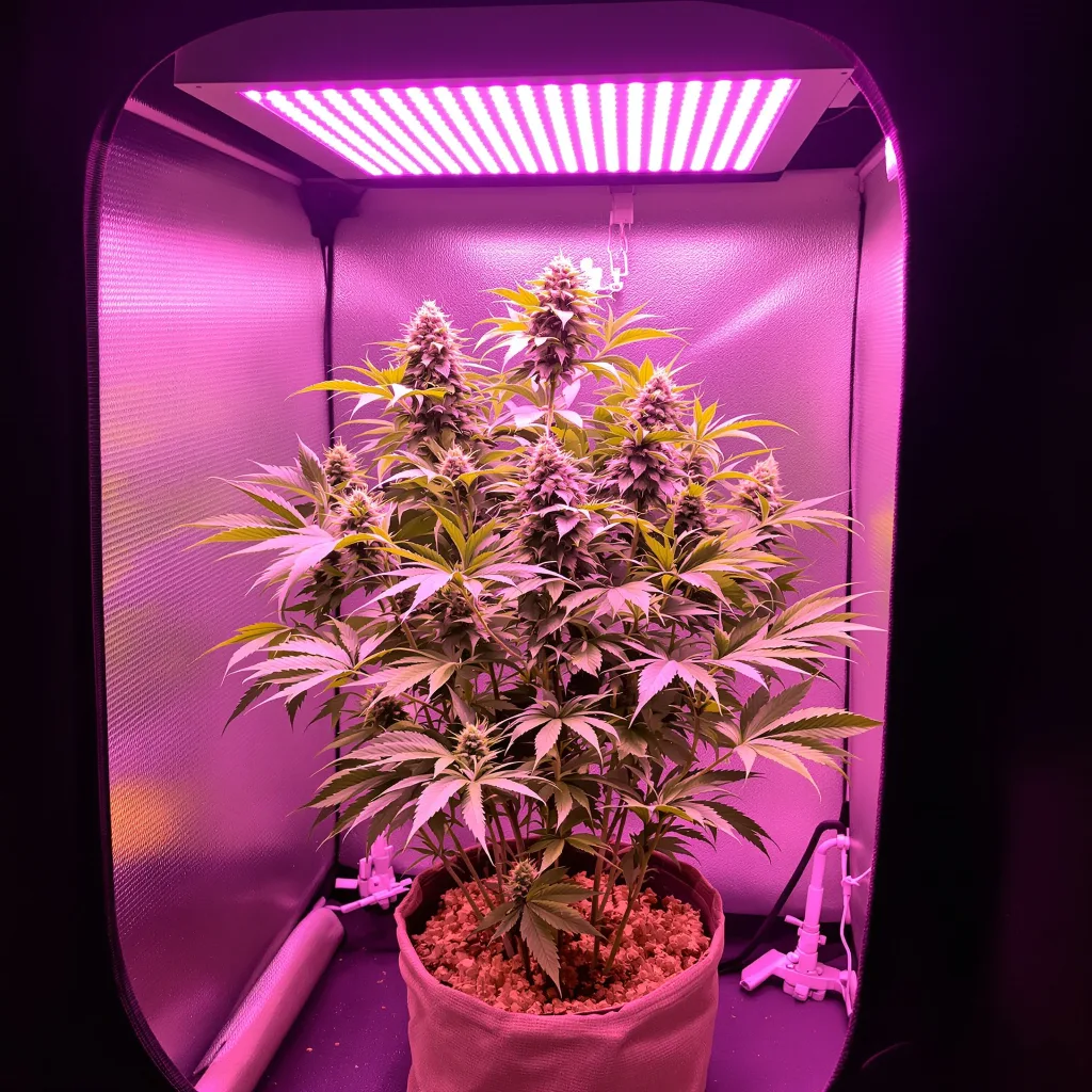 Pinkman Goo cannabis plant in flowering stage, 60-100 cm autoflower