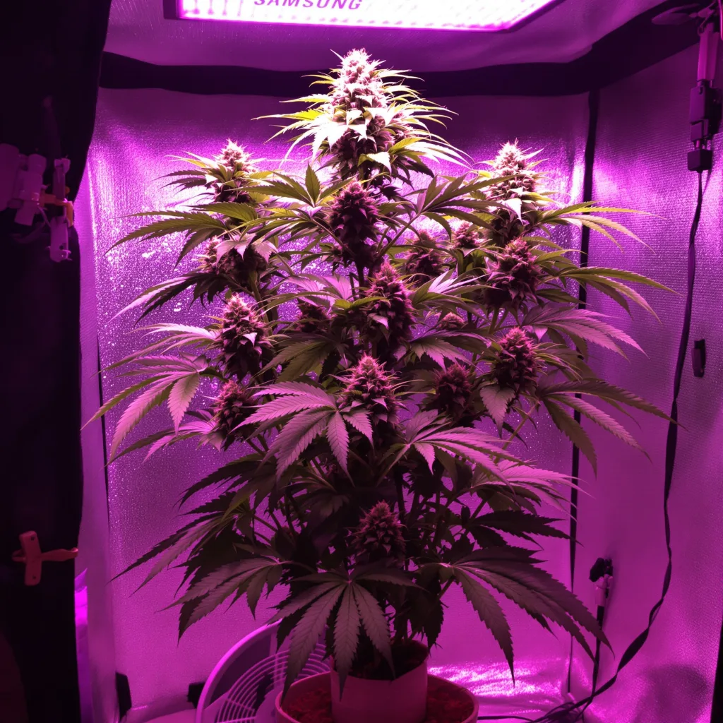Platinum Wreck cannabis plant in flowering stage, 150-200 cm feminized