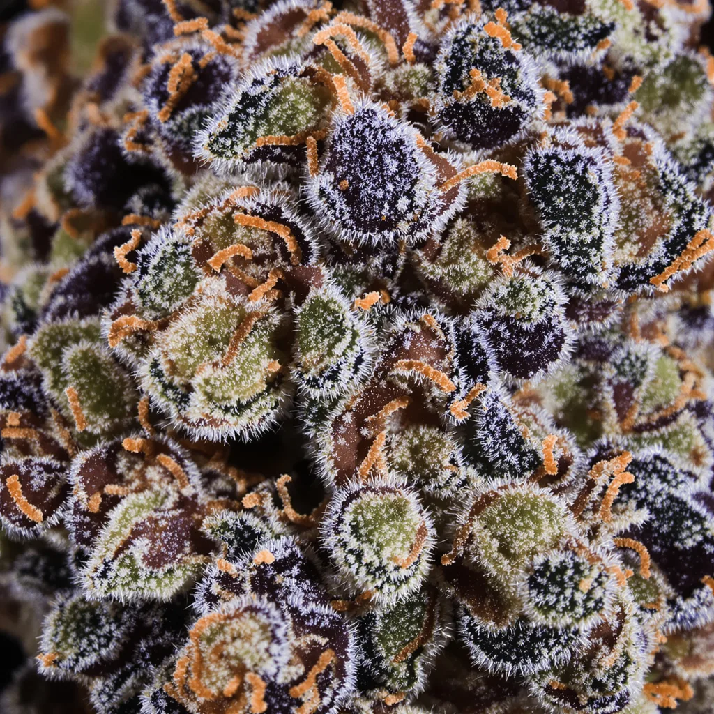 Pokie cannabis plant in flowering stage, 90-130 cm feminized