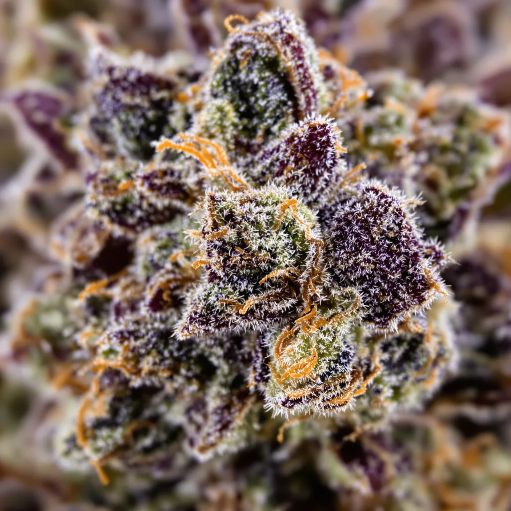 Purple Bubba cannabis plant in flowering stage, 90-130 cm feminized