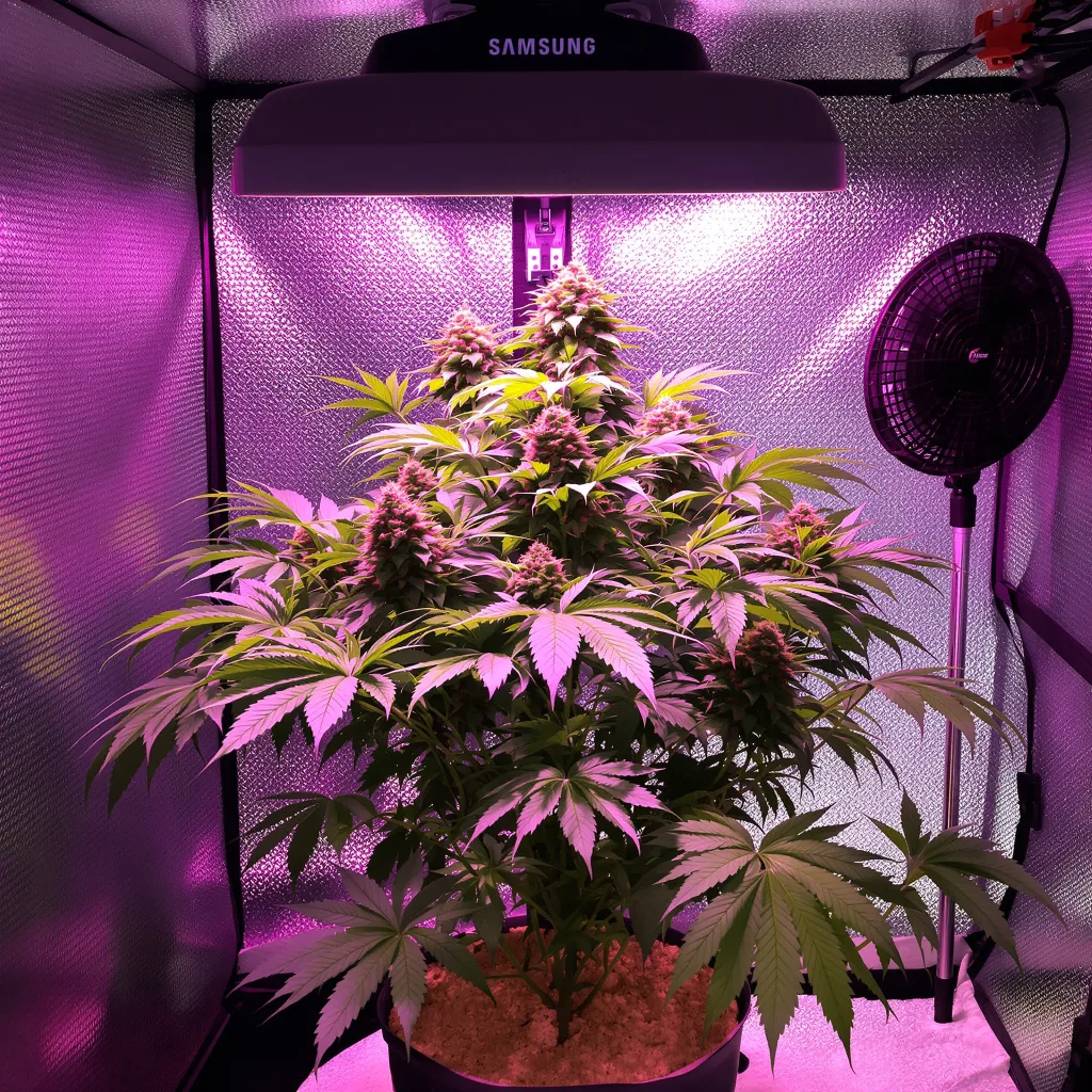 Purple Cotton Candy cannabis plant in flowering stage, 60-100 cm autoflower