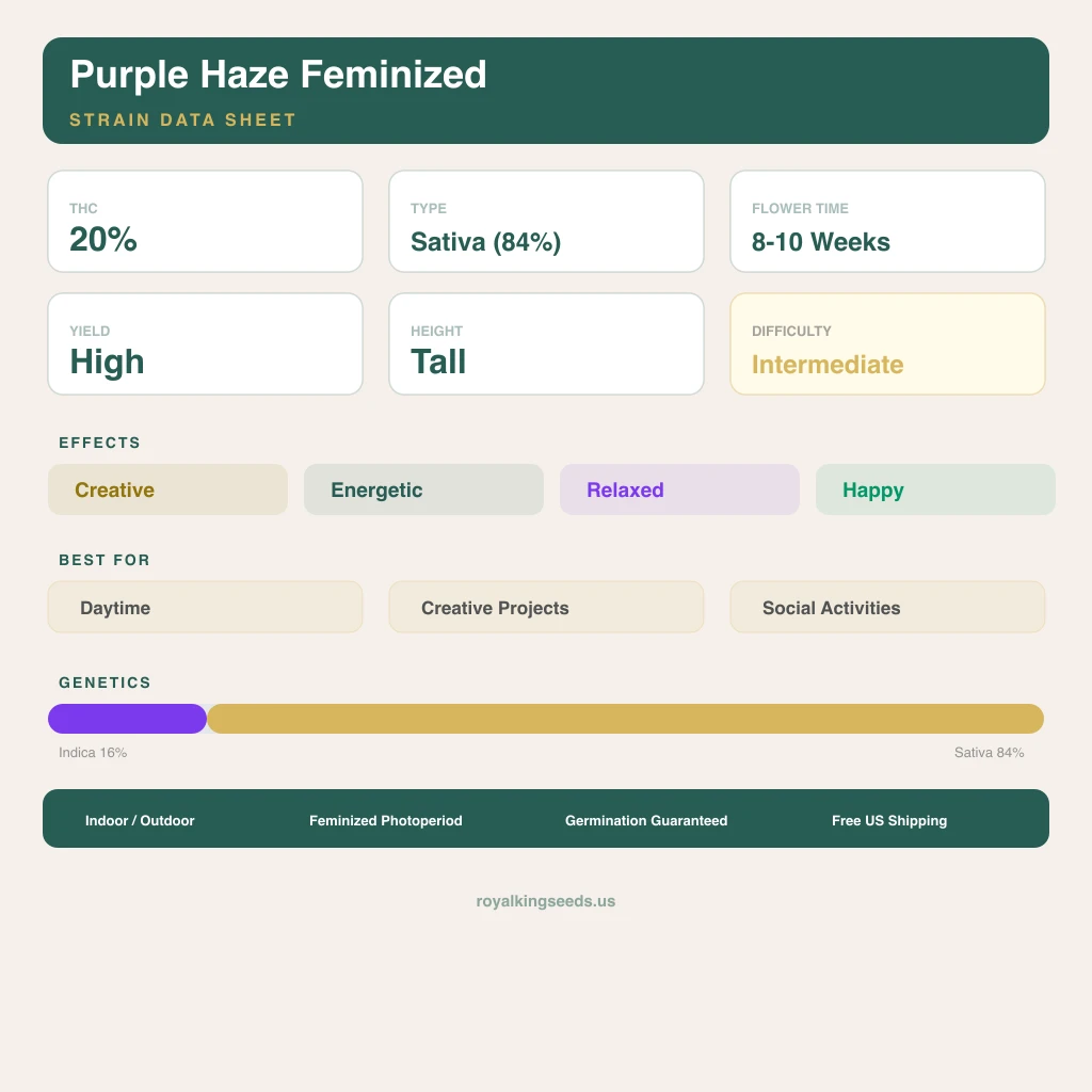 Purple Haze 16% indica / 84% sativa flower with visible trichomes