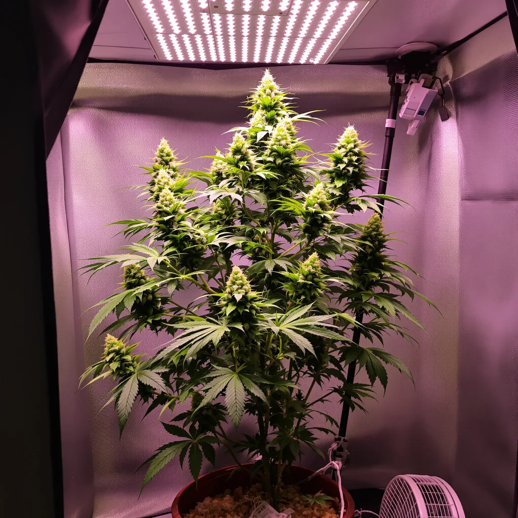 Purple Nepal Candy cannabis plant in flowering stage, 60-100 cm autoflower