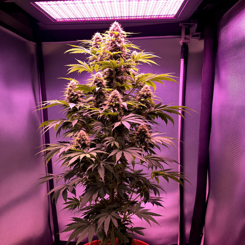 Rainbow cannabis plant in flowering stage, 150-200 cm feminized