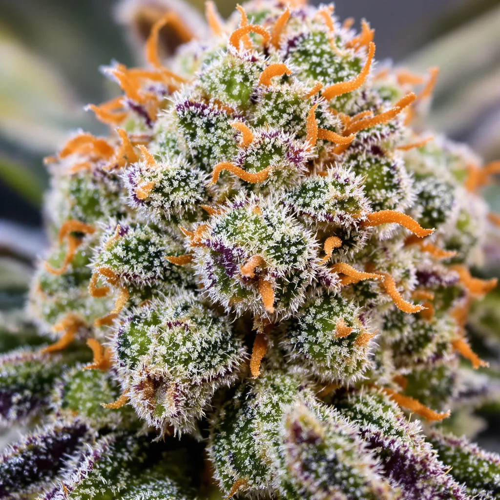 Recon cannabis plant in flowering stage, 60-100 cm autoflower