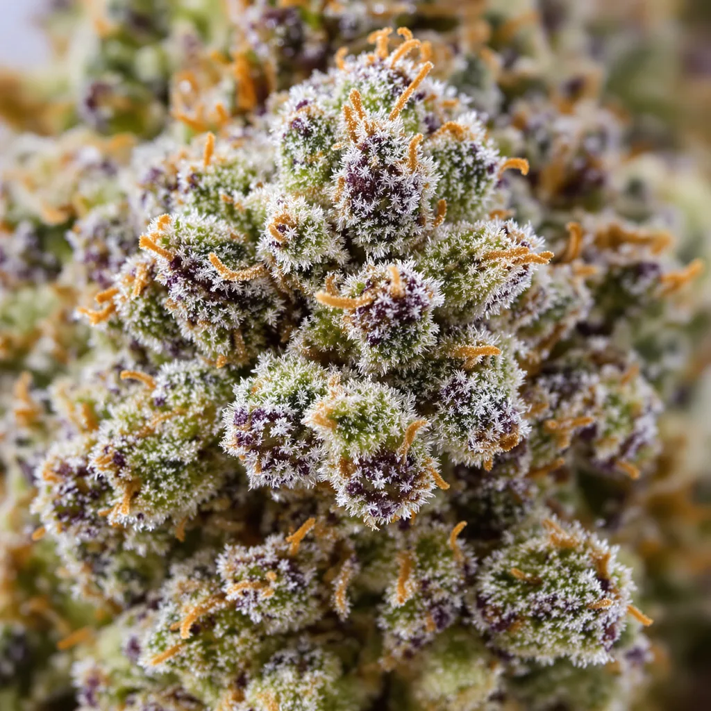 Silver Kush cannabis plant in flowering stage, 60-100 cm autoflower