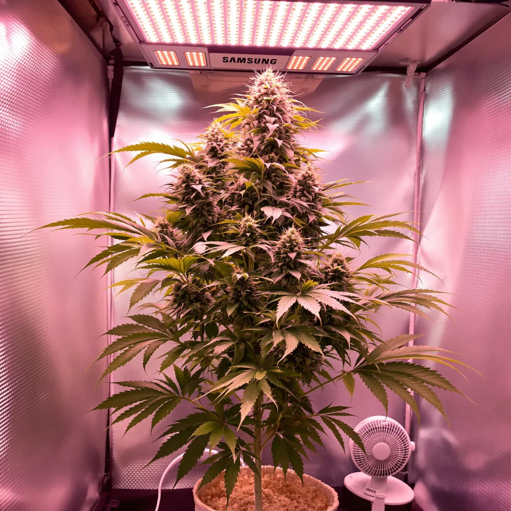 Silverback Gorilla cannabis bud close-up showing dense purple-tinged calyxes