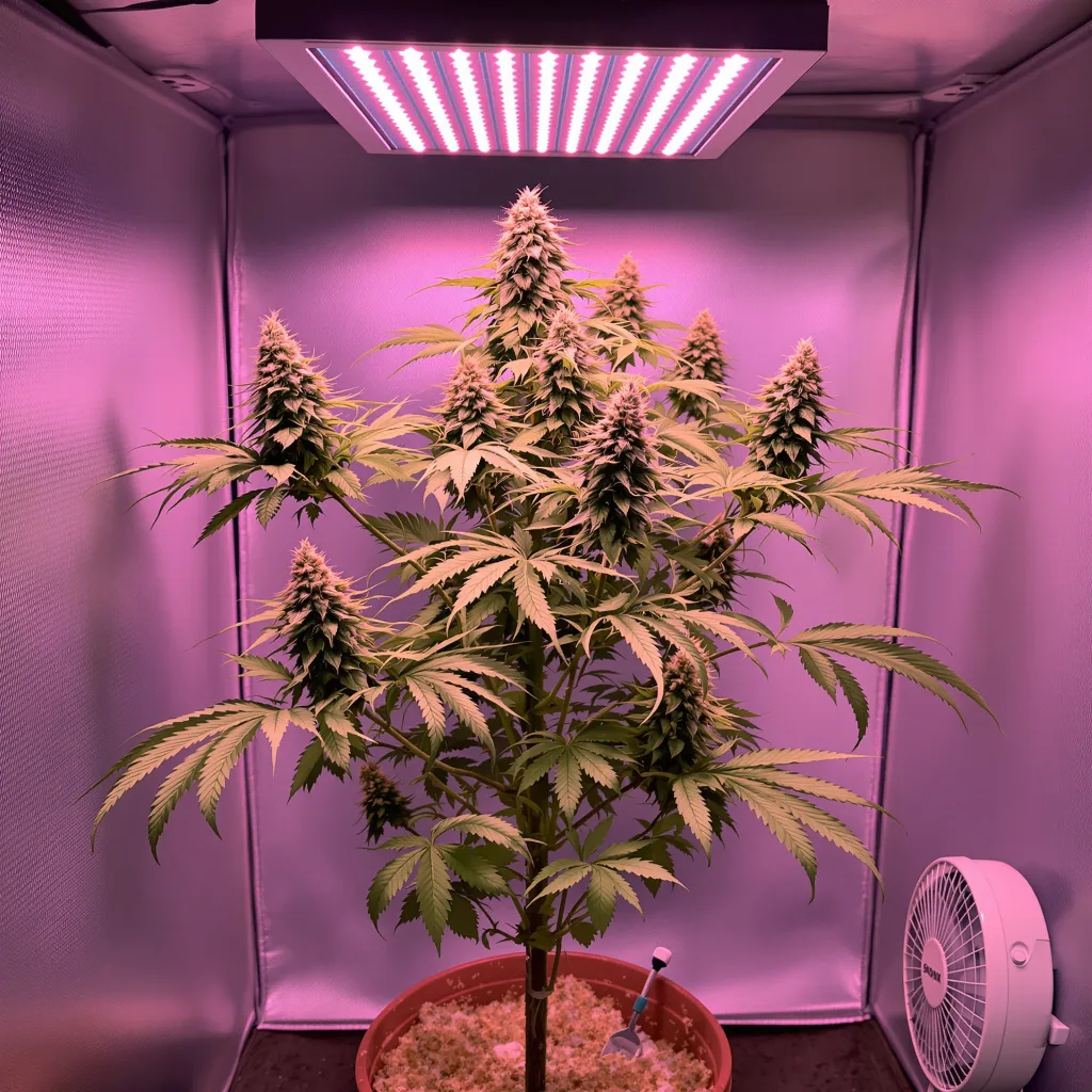 Smelliot cannabis plant in flowering stage, 60-100 cm autoflower
