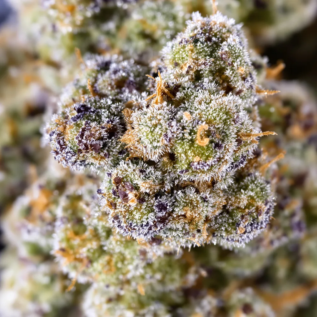 Snow Leopard cannabis plant in flowering stage, 120-180 cm feminized