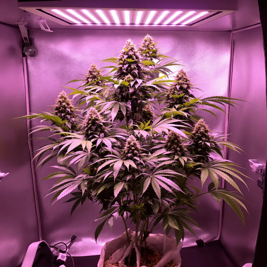 Sour Cheese cannabis plant in flowering stage, 60-100 cm autoflower