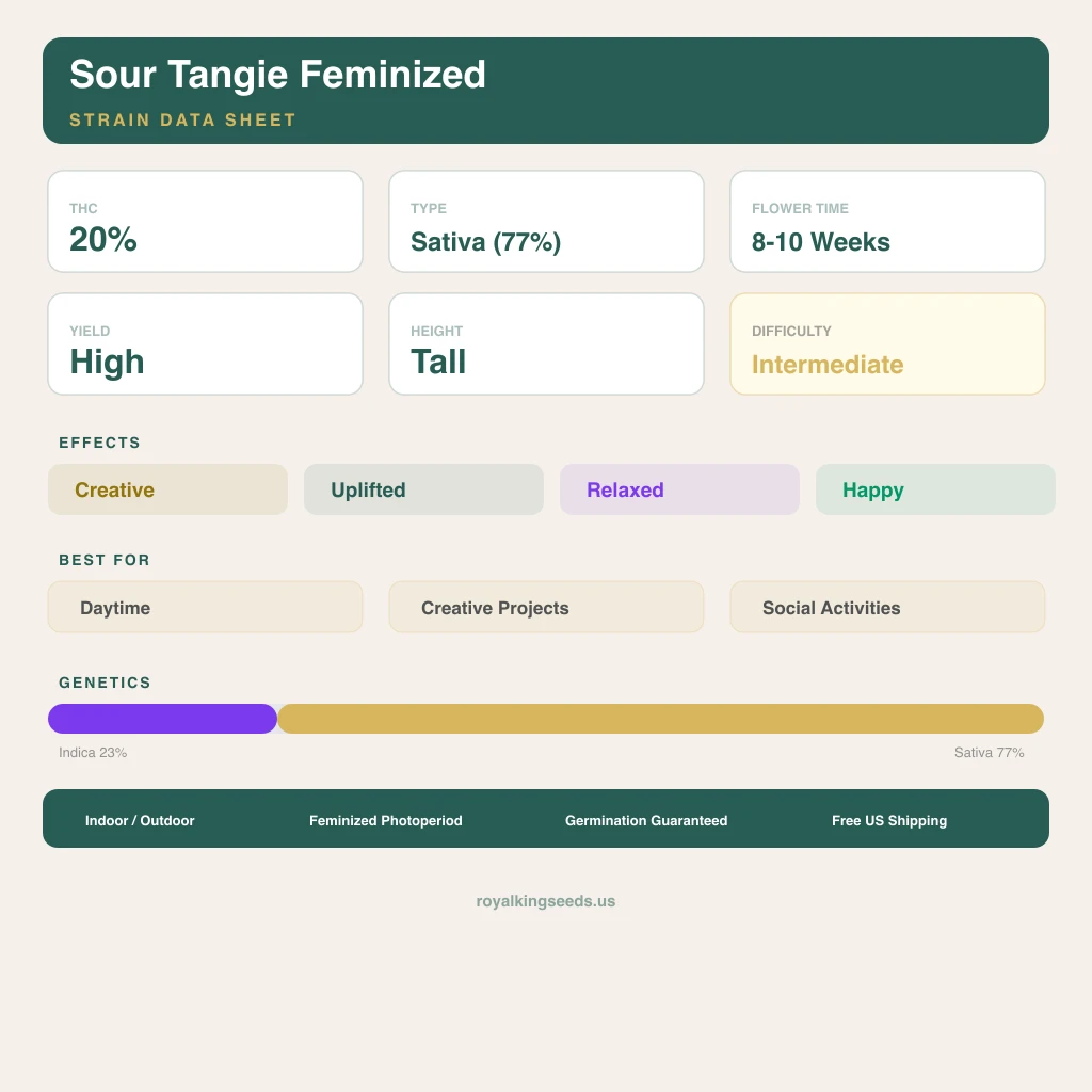 Sour Tangie 23% indica / 77% sativa flower with visible trichomes