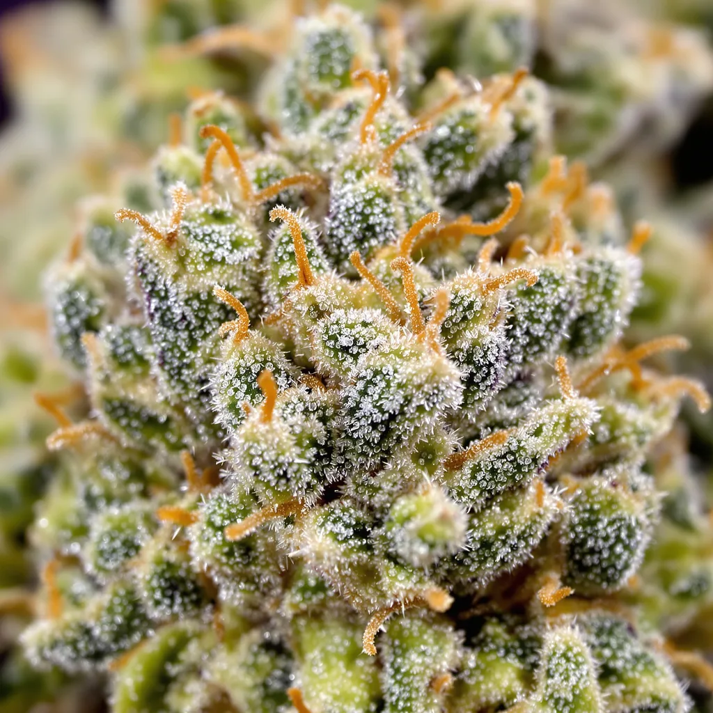 Strawberry Fields cannabis plant in flowering stage, 120-180 cm feminized