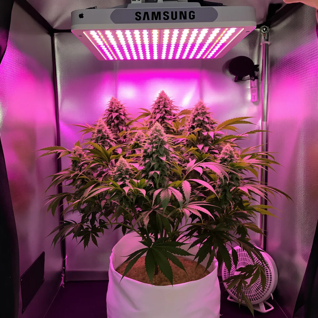 Strawberry Gorilla cannabis plant in flowering stage, 60-100 cm autoflower