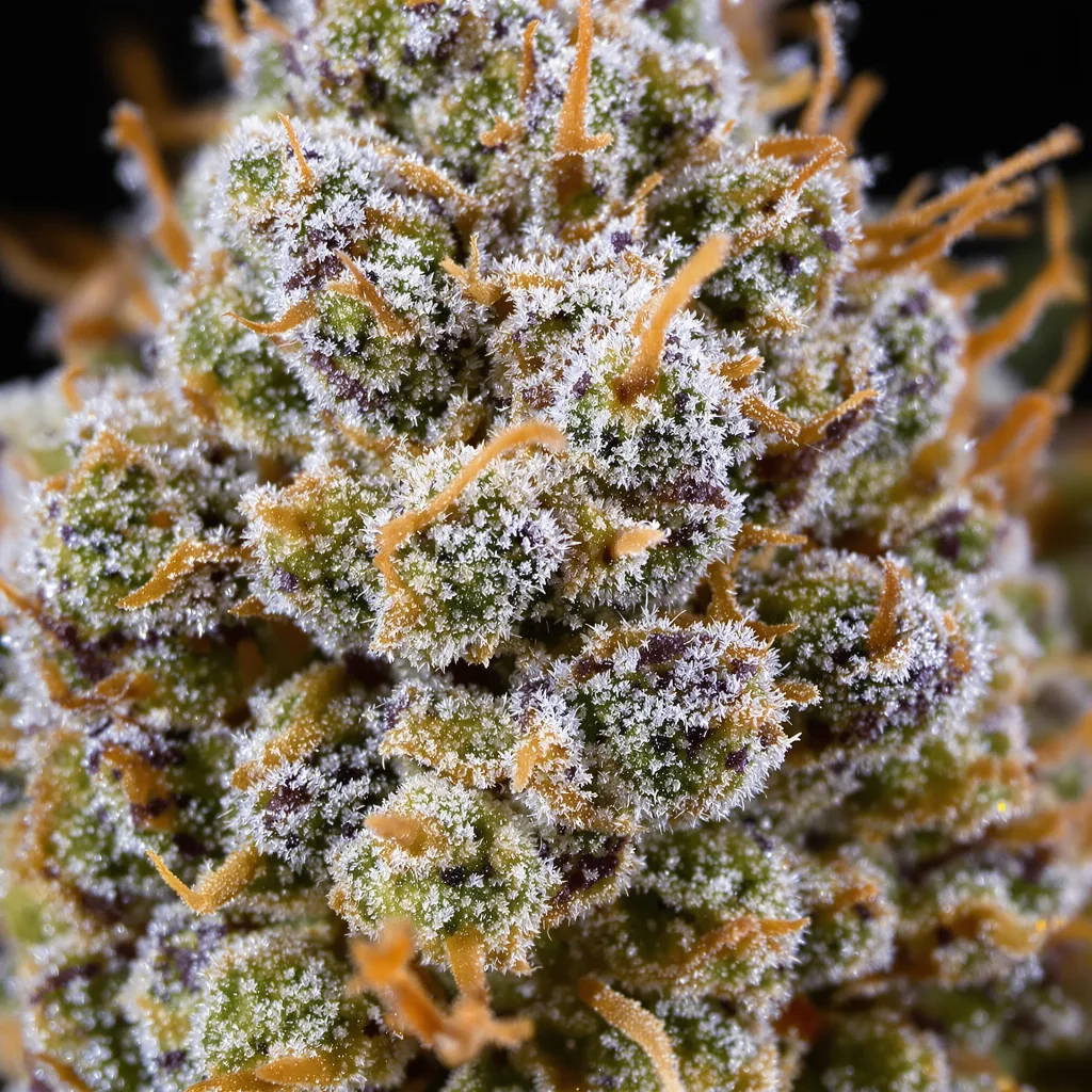 Strawberry Lemonade cannabis plant in flowering stage, 120-180 cm feminized