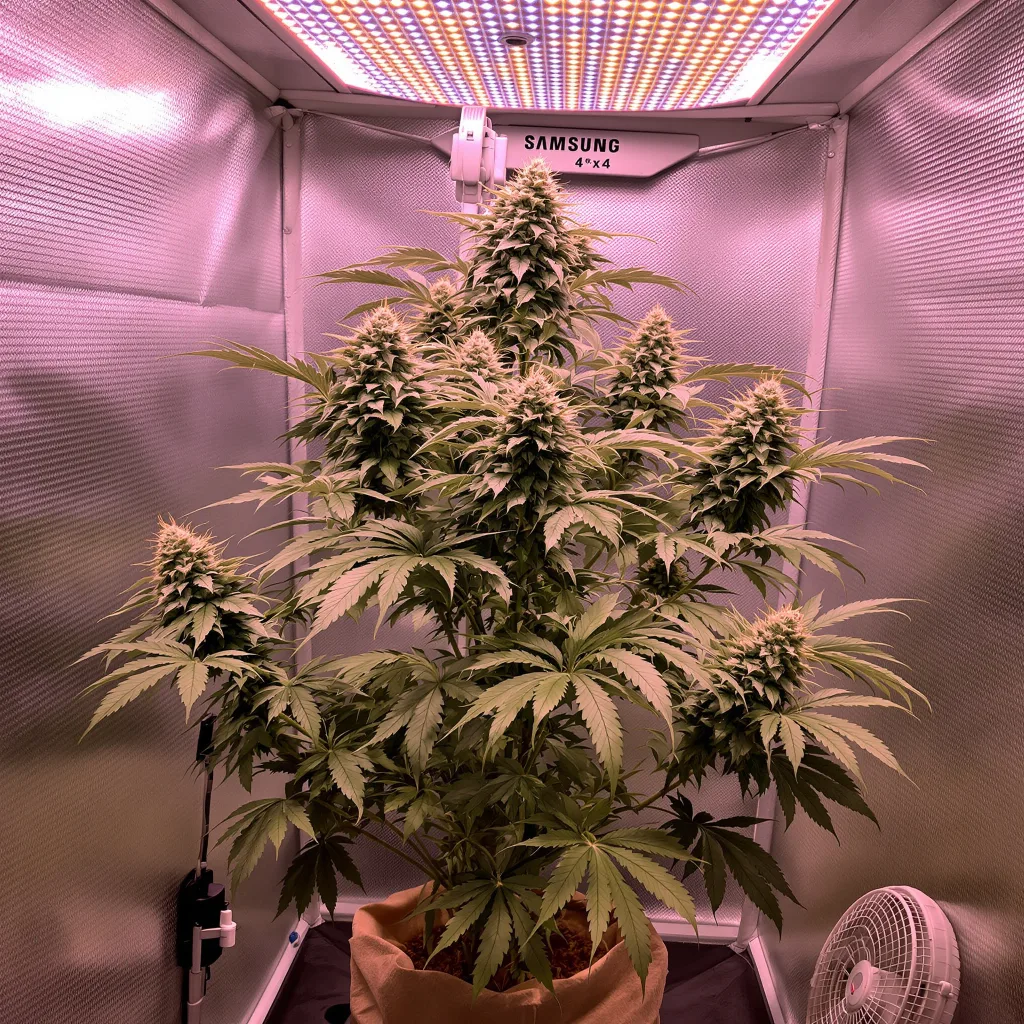 Sunset Sherbet 57% indica / 43% sativa flower with visible trichomes