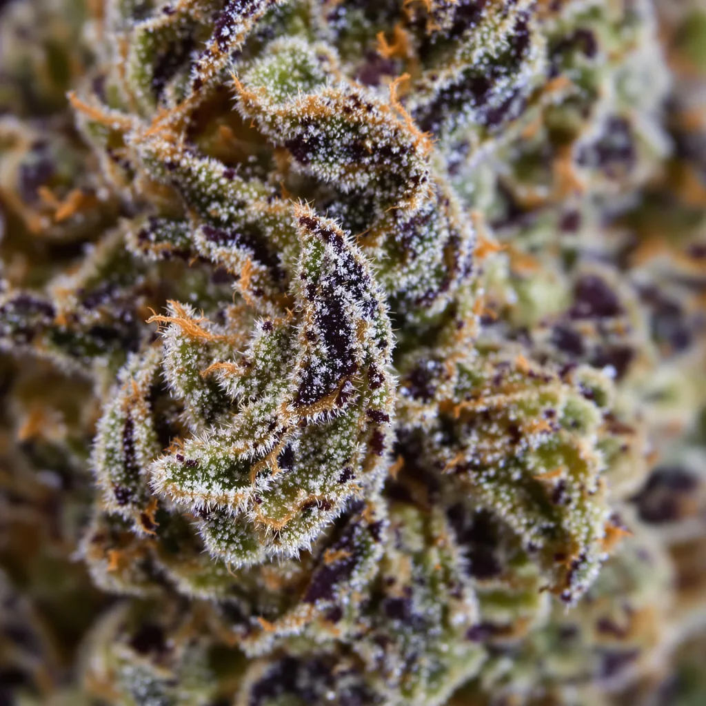 Super Blue Dream cannabis plant in flowering stage, 90-130 cm feminized
