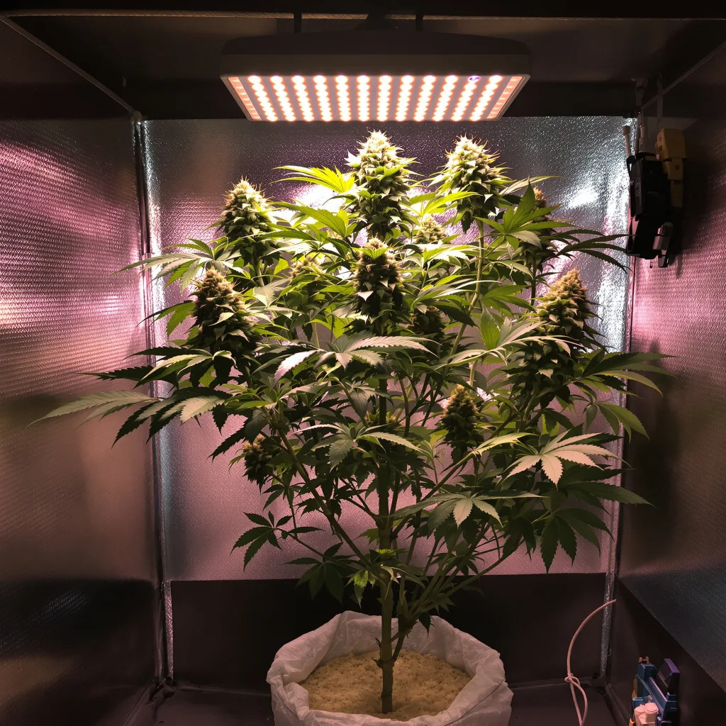 Super Skunk cannabis bud close-up showing dense purple-tinged calyxes