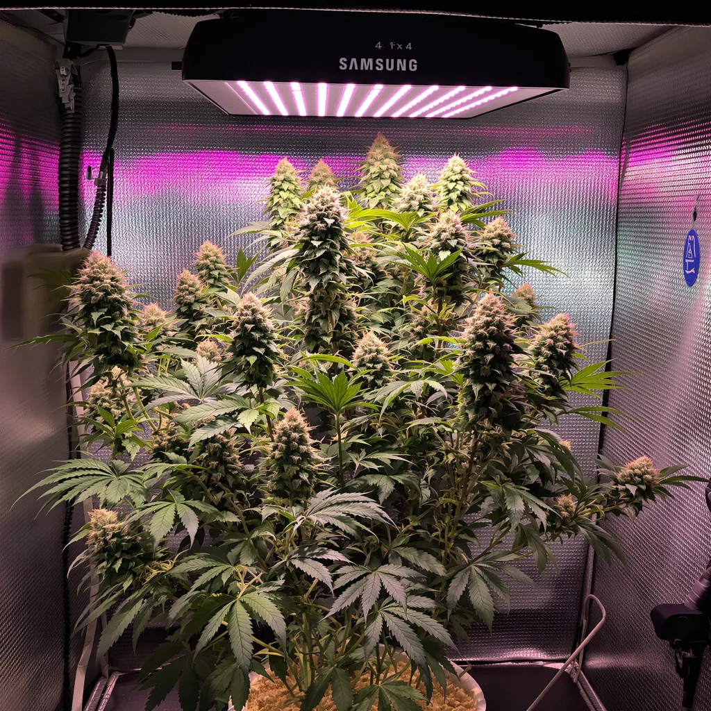 Superglue cannabis plant in flowering stage, 60-100 cm autoflower