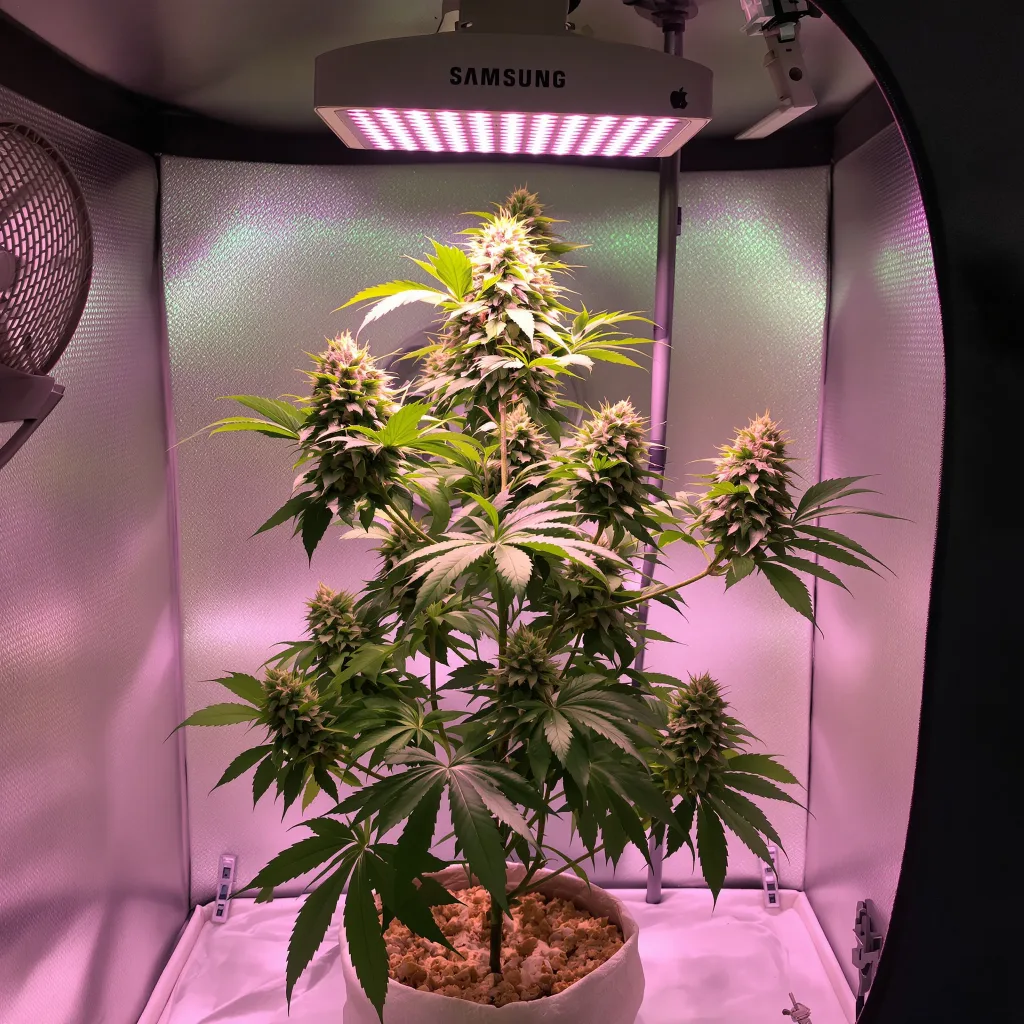 Sweet Dream cannabis plant in flowering stage — 90-130 cm feminized