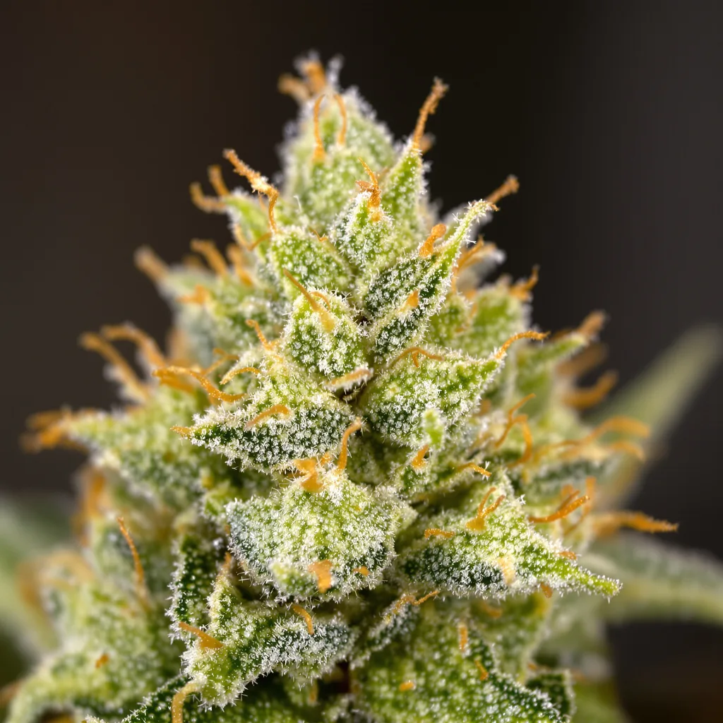 Sweet Island cannabis plant in flowering stage, 150-200 cm feminized