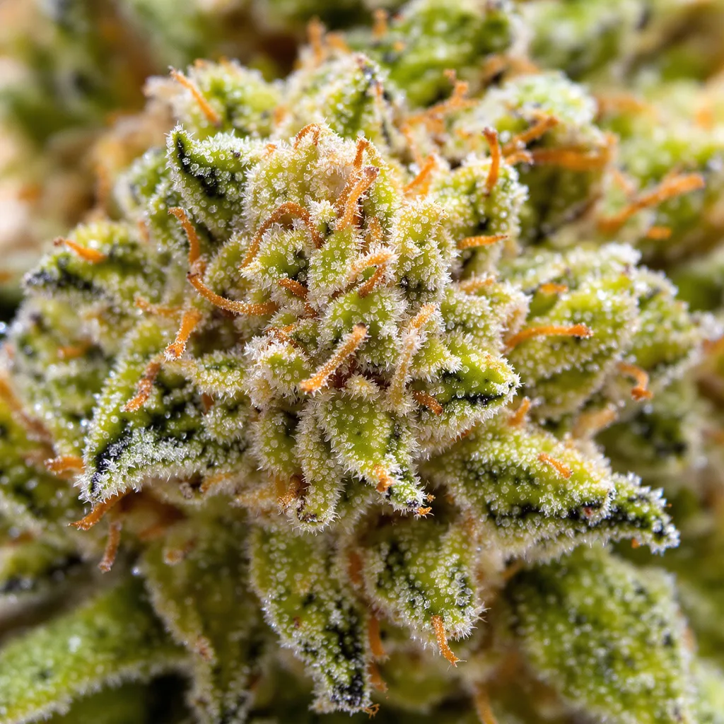 Tangie cannabis plant in flowering stage, 150-200 cm feminized
