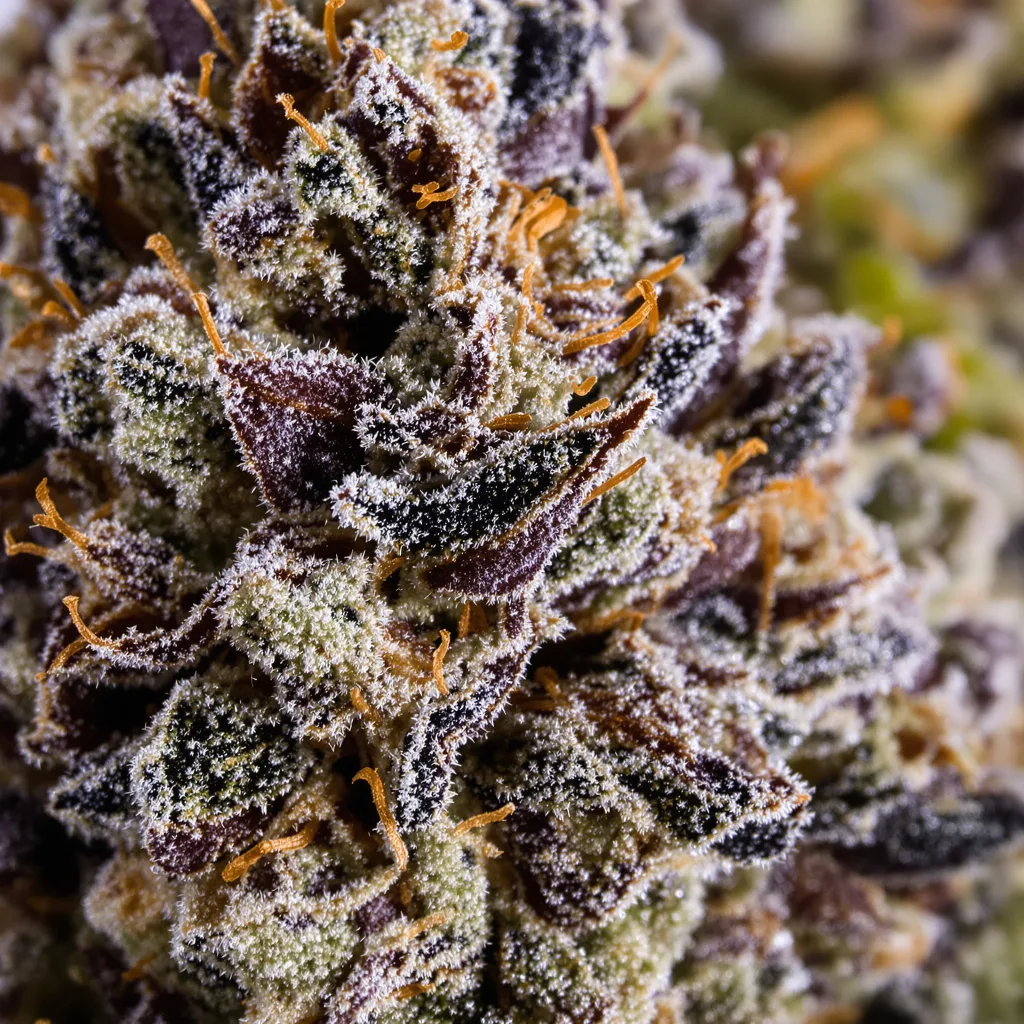 Triangle Kush cannabis plant in flowering stage, 60-100 cm autoflower