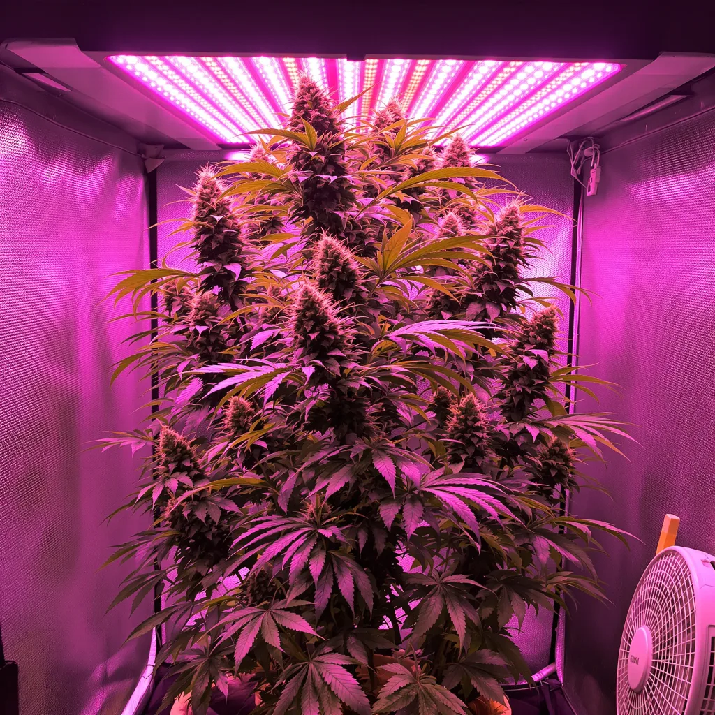 Trinity cannabis plant in flowering stage — 150-200 cm feminized
