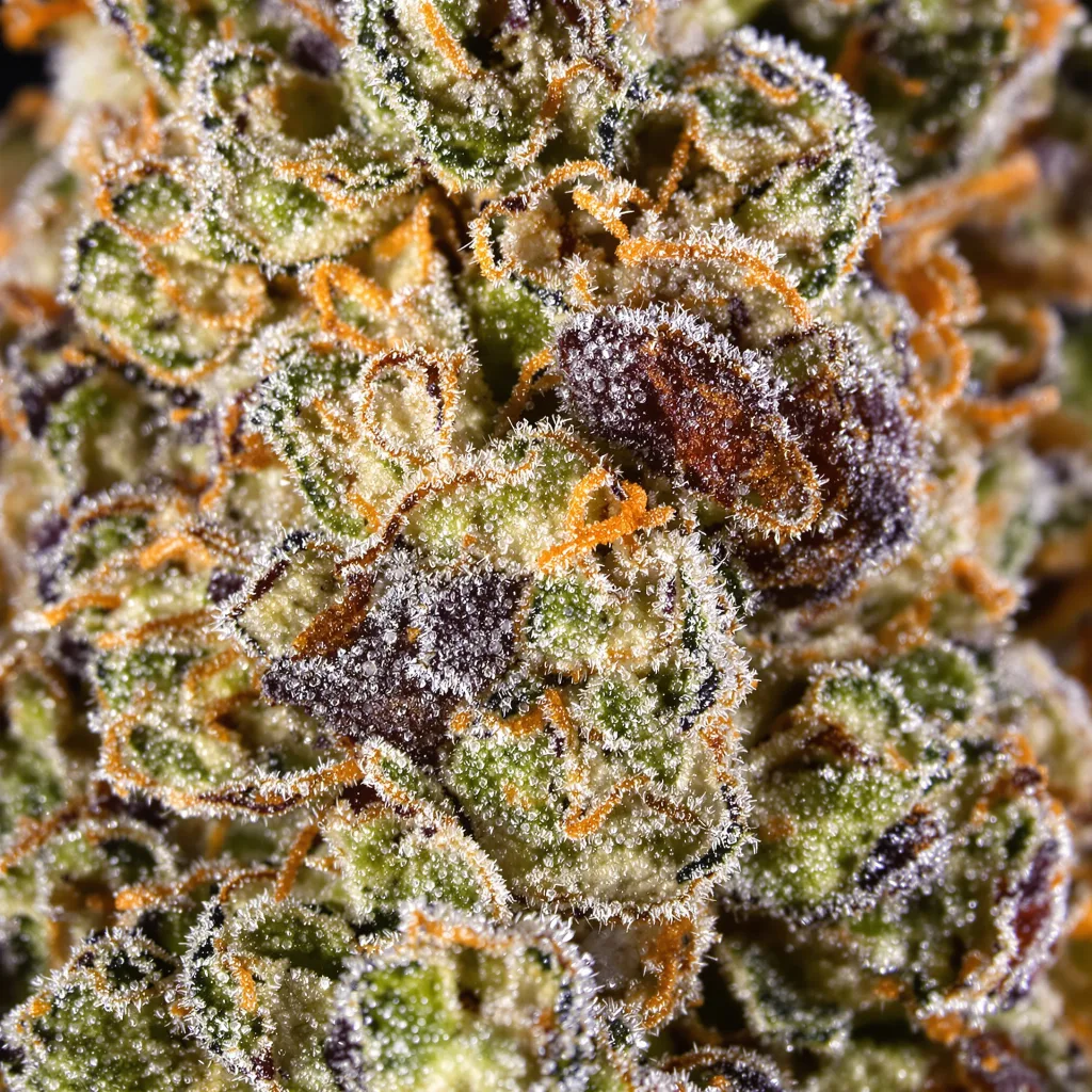 UK Cheese cannabis plant in flowering stage, 60-100 cm autoflower