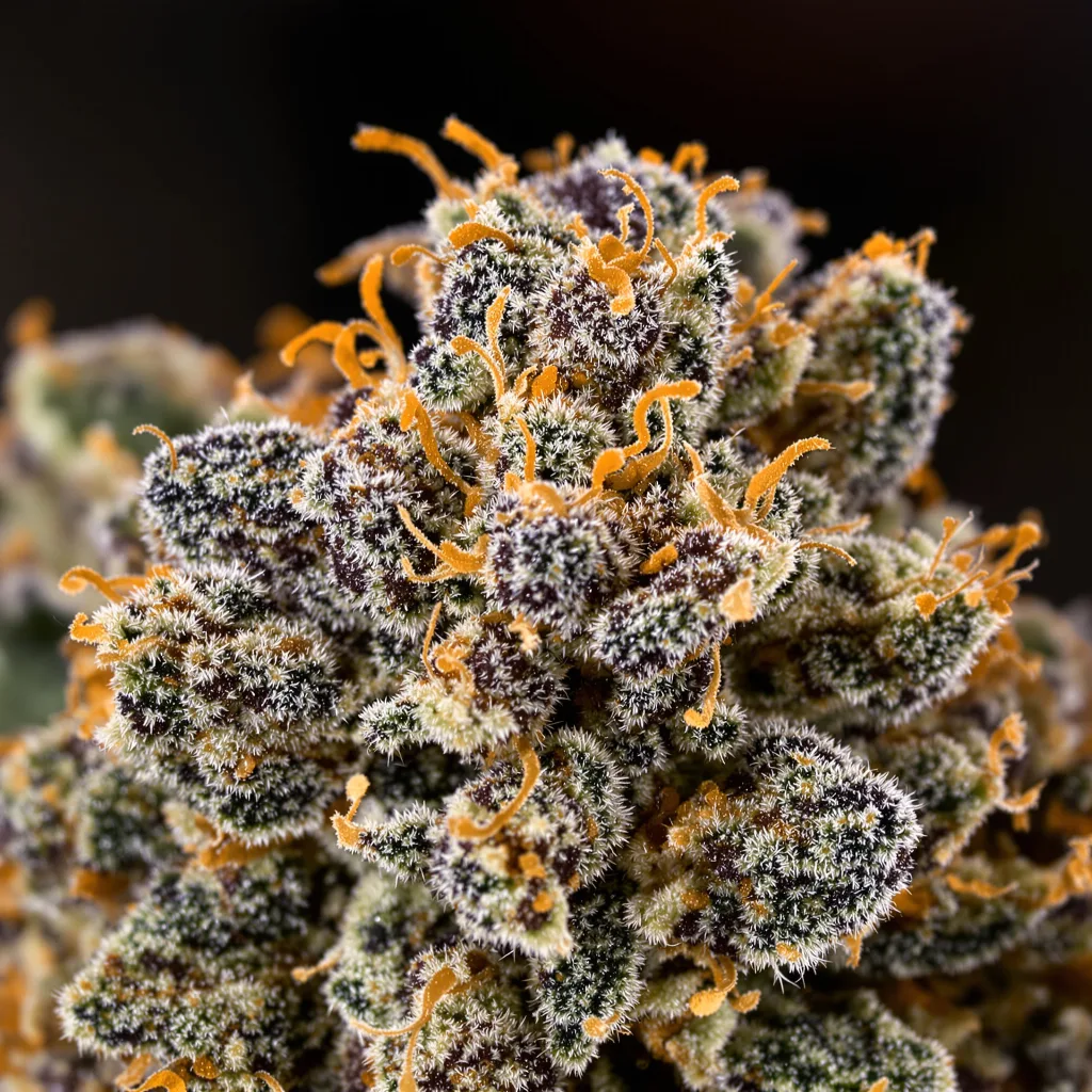 Violator Kush cannabis plant in flowering stage, 60-100 cm autoflower