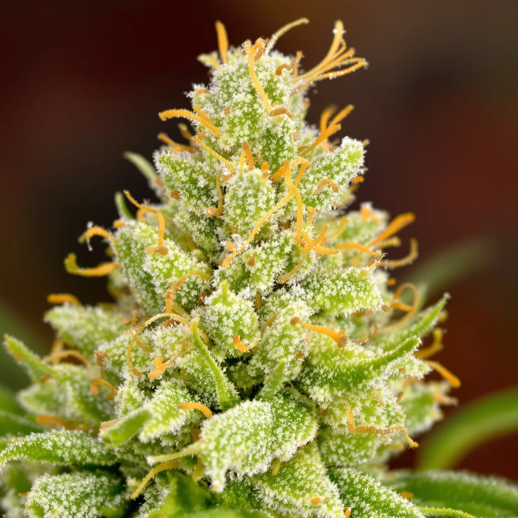 Vortex cannabis plant in flowering stage, 150-200 cm feminized
