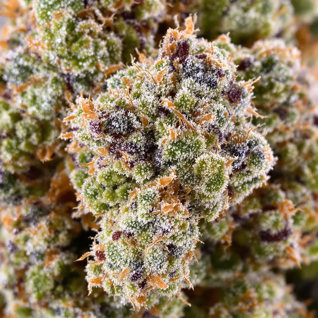 White Fire Alien OG cannabis plant in flowering stage, 60-100 cm autoflower