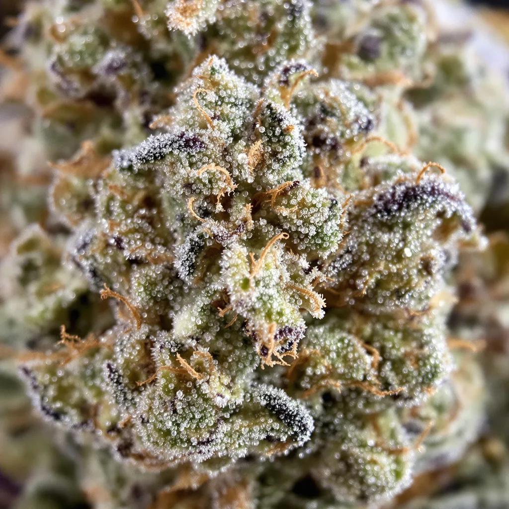 White Fire OG cannabis seeds packaging β Royal King Seeds USA