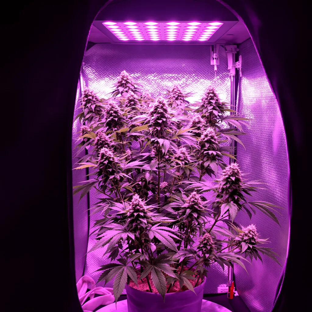 White Gold cannabis plant in flowering stage, 120-180 cm feminized