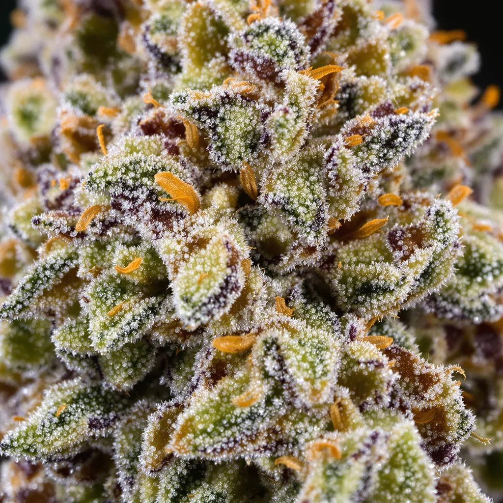 White OG cannabis plant in flowering stage, 120-180 cm feminized