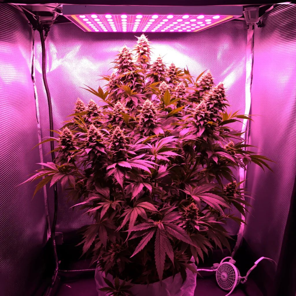 White Rhino 100% indica / 50% sativa flower with visible trichomes