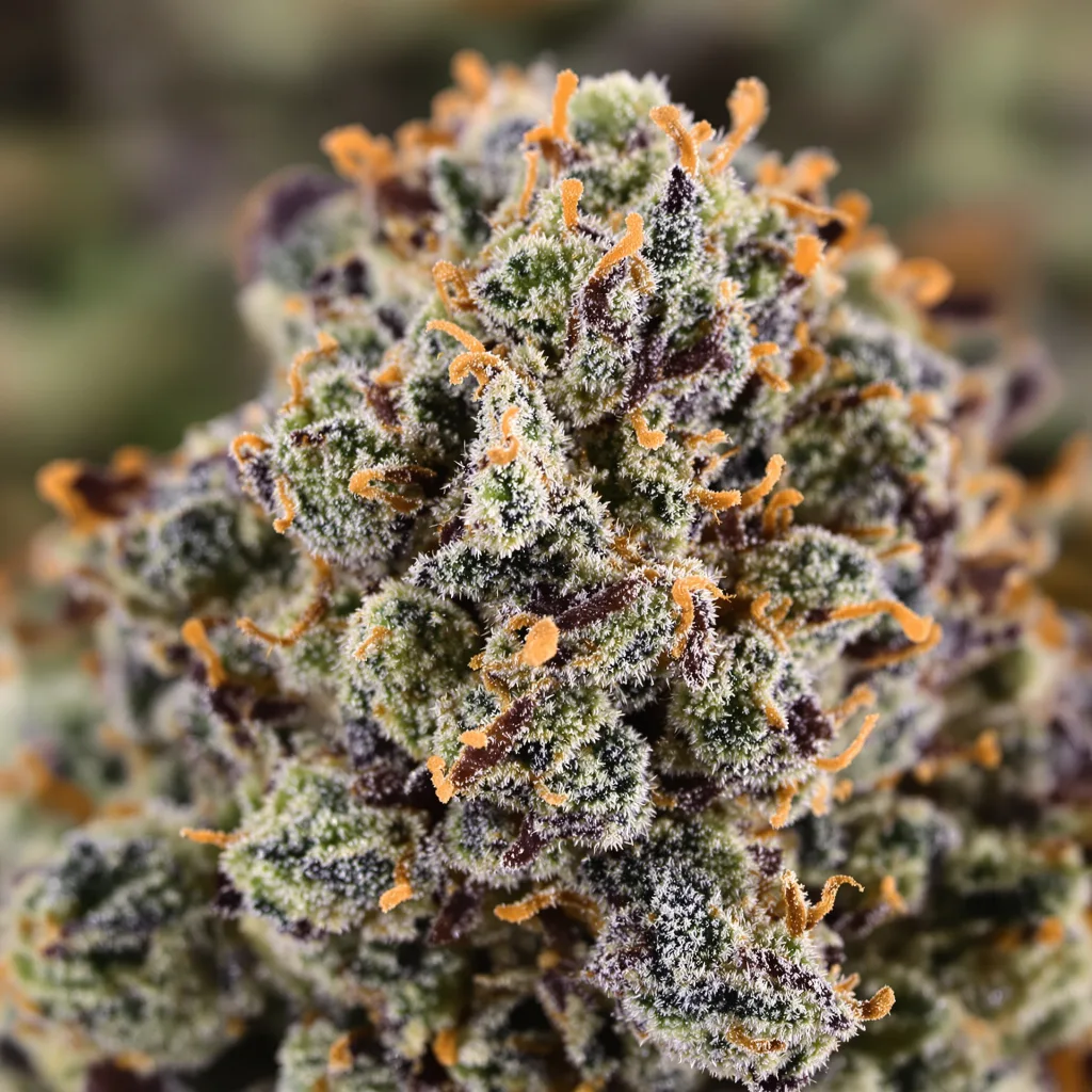 Woody Kush cannabis plant in flowering stage, 90-130 cm feminized