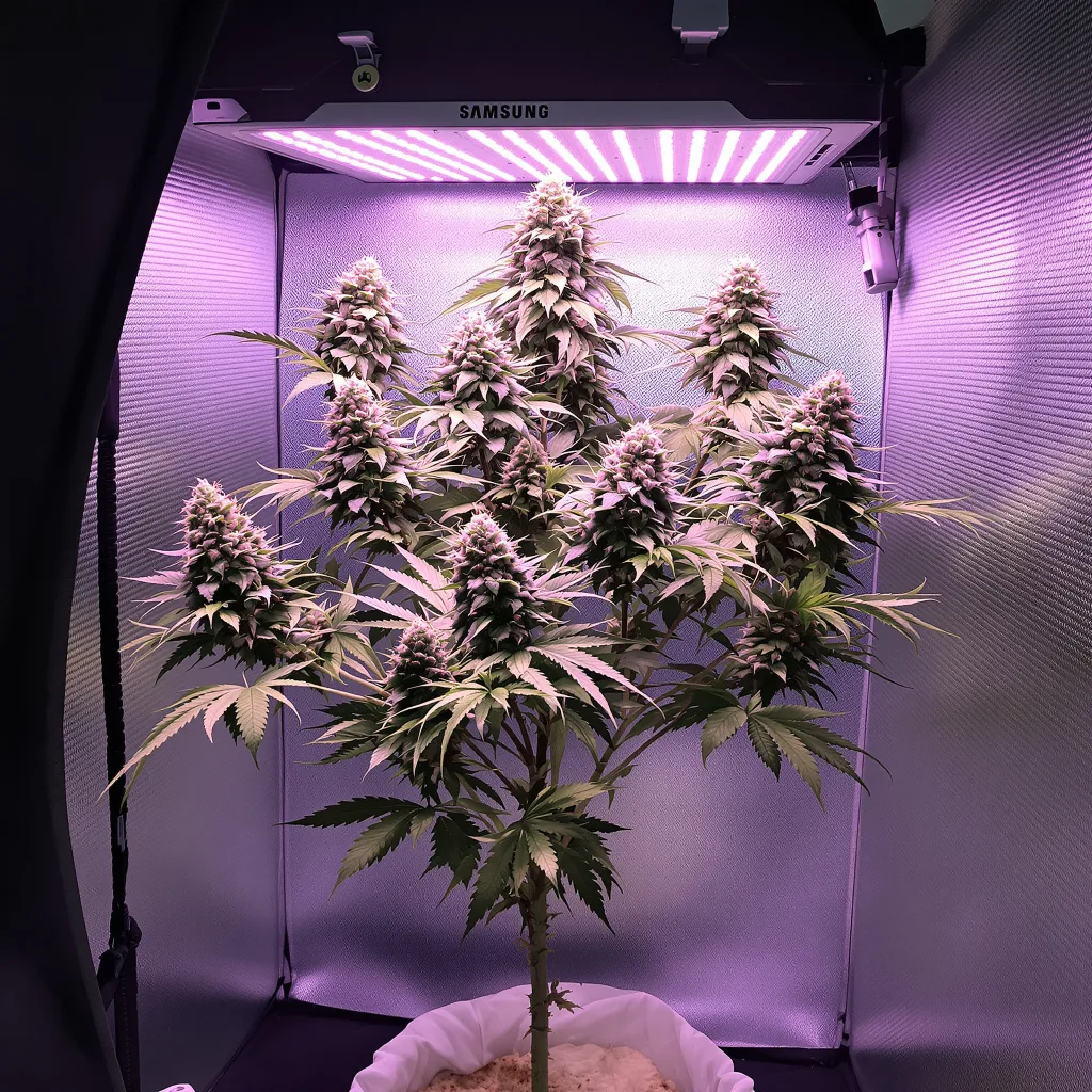 Zashimi cannabis plant in flowering stage — 120-180 cm feminized
