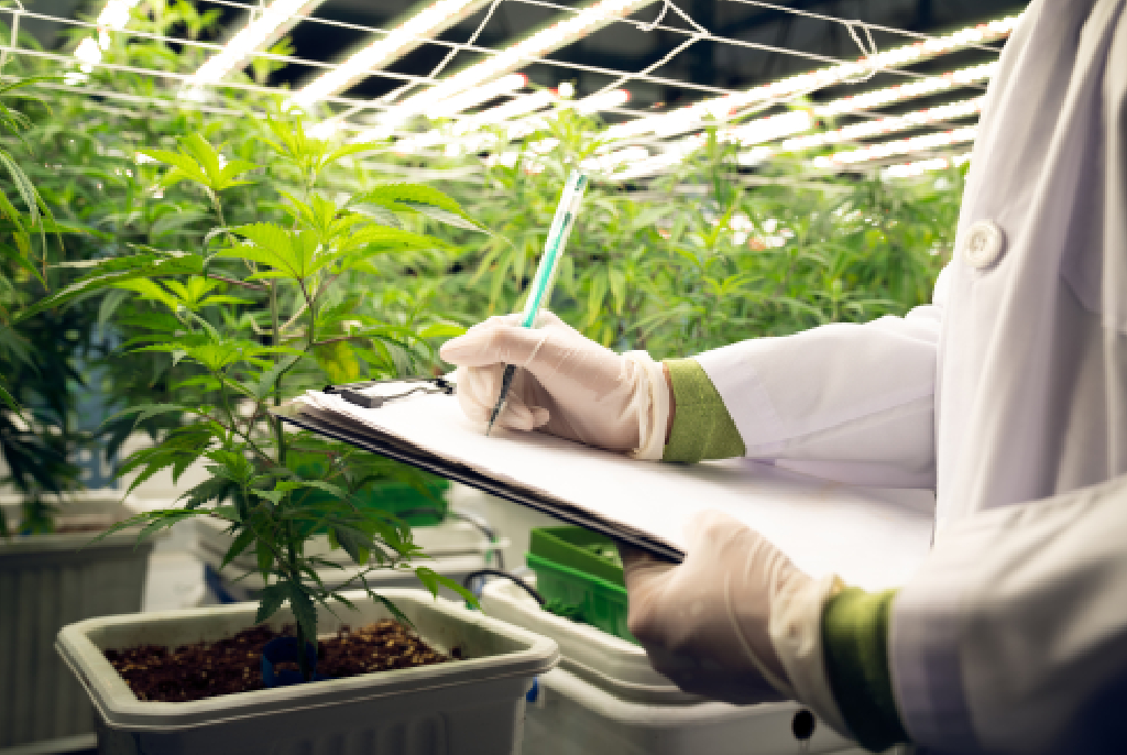 Restrictions in Medical Use: When High-CBD Strains Are Considered a Last Resort