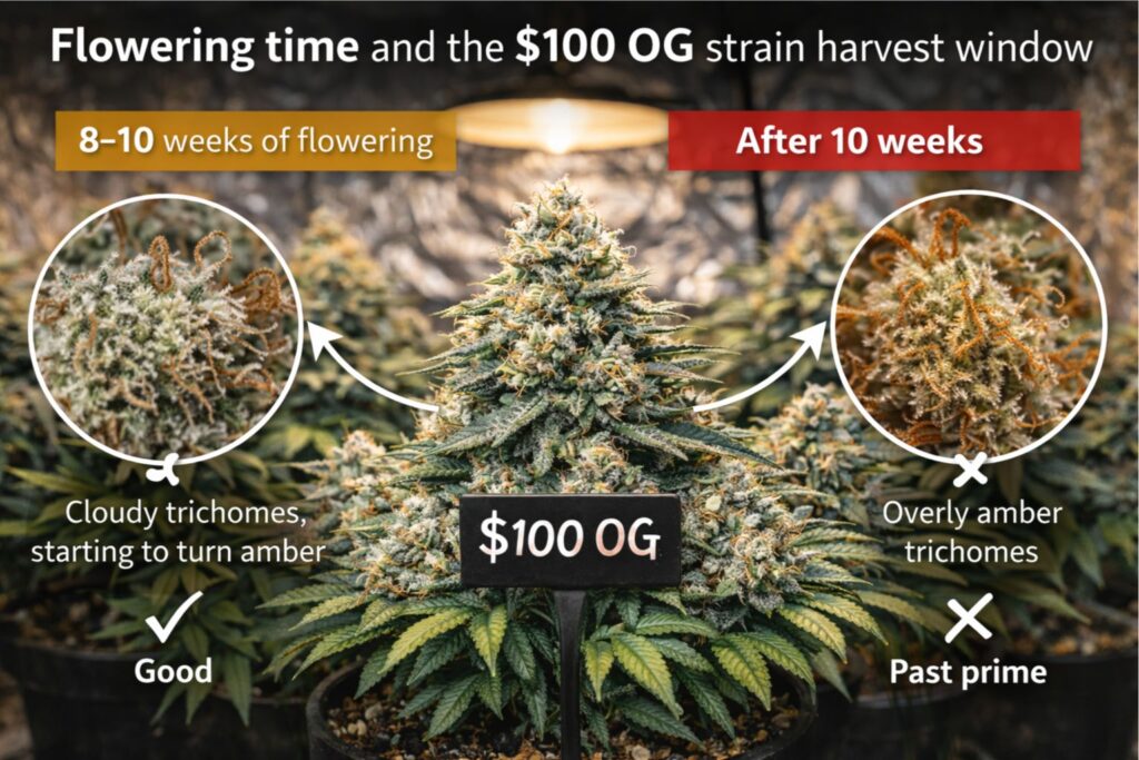 $100 OG strain feeding EC