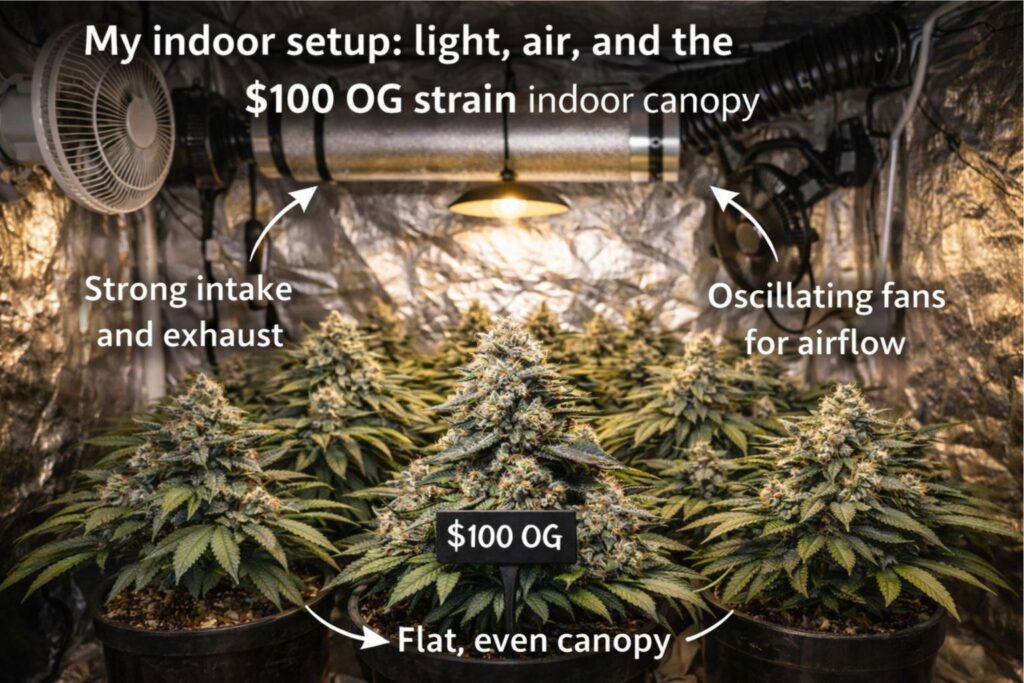 $100 OG strain indoor canopy