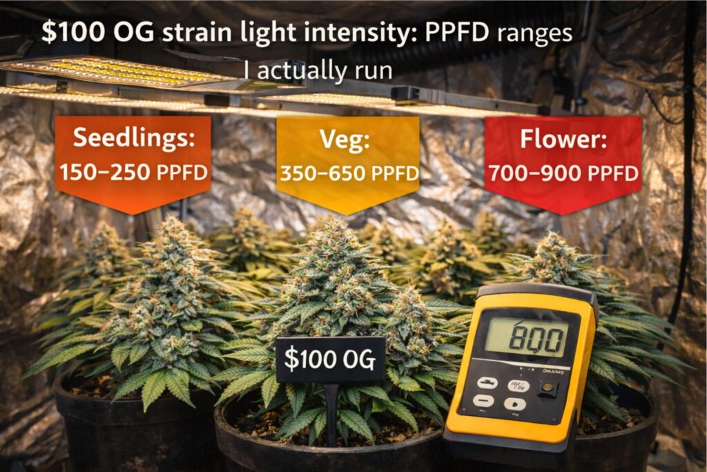 $100 OG strain light intensity