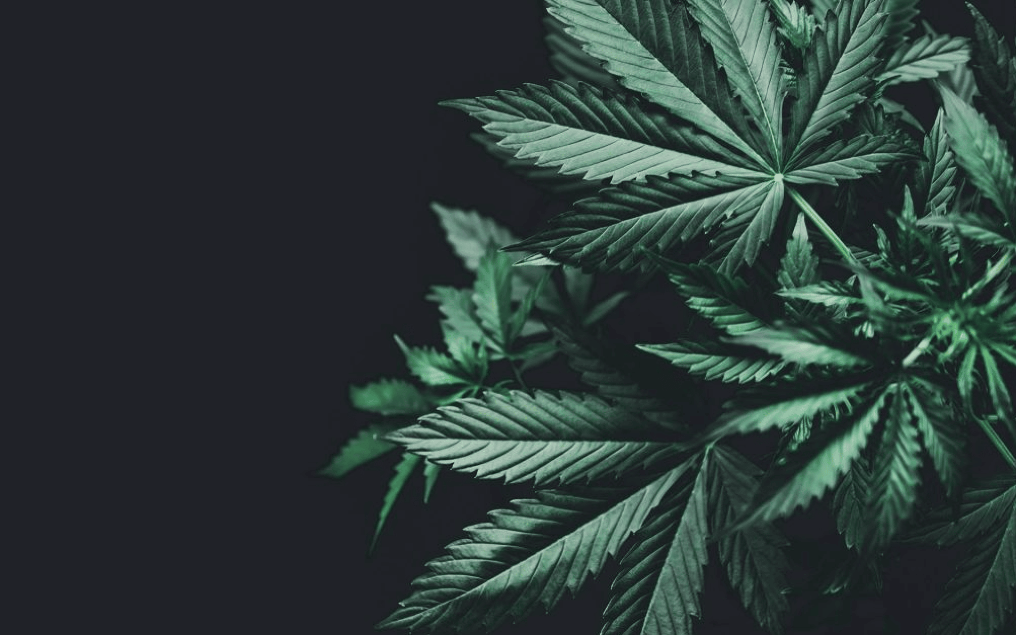 Screenshot 2022 02 28 at 9.53.32 PM