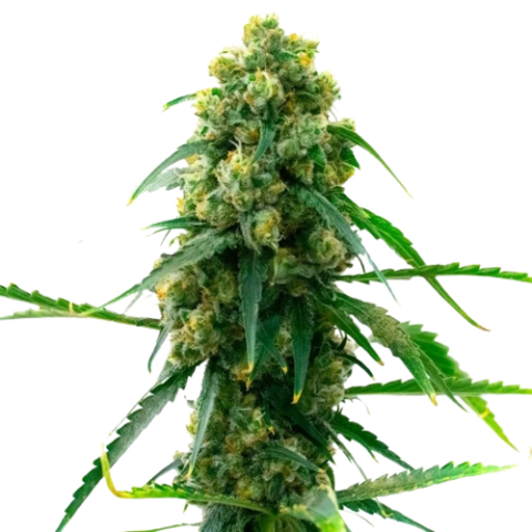 3 Kings Cannabis Seeds