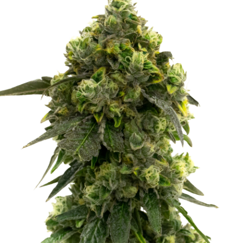 Alien Kush Cannabis Seeds