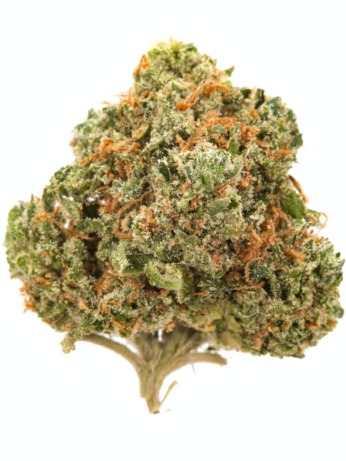 Alien Kush Cannabis Seeds - Image 3