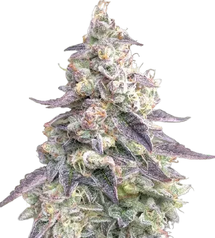 9 Pound Hammer Cannabis Seeds