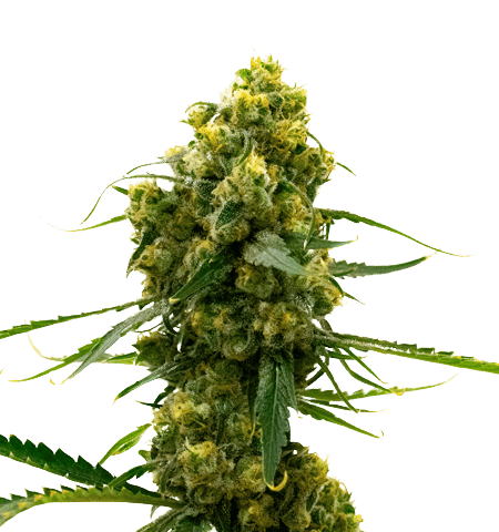Bruce Banner cannabis seeds